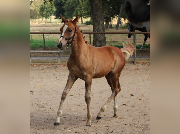 Pura Raza Árabe Yegua 1 año 154 cm Alazán in Rietberg