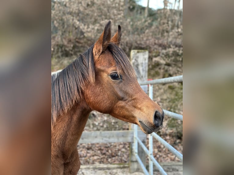 Pura Raza Árabe Yegua 1 año 154 cm Castaño in Reichshof