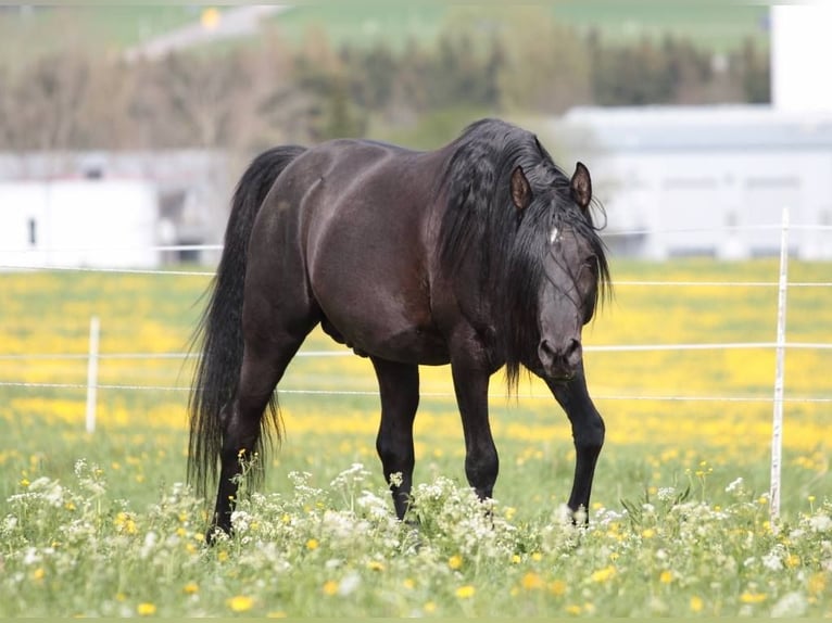 Pura Raza Árabe Yegua 1 año 154 cm Negro in Neuried