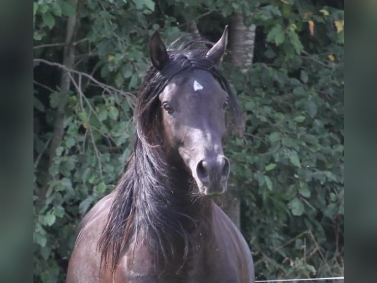 Pura Raza Árabe Yegua 1 año 154 cm Negro in Neuried