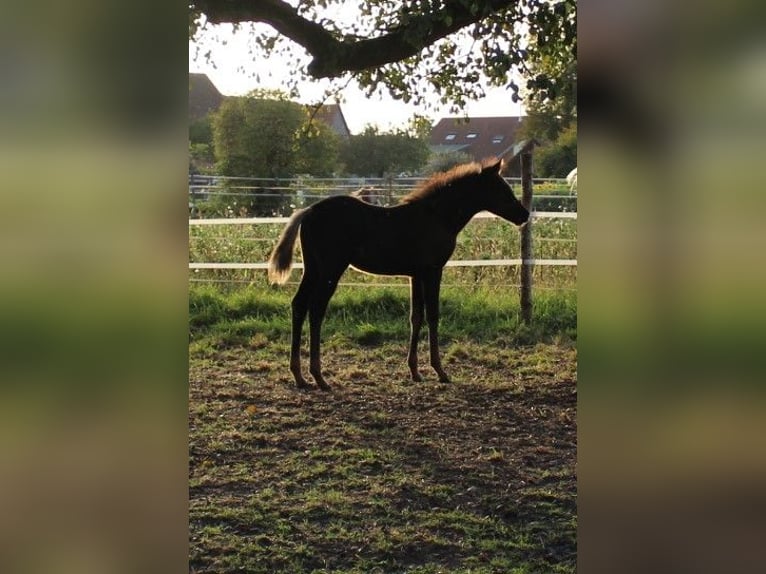 Pura Raza Árabe Yegua 1 año 154 cm Negro in Neuried