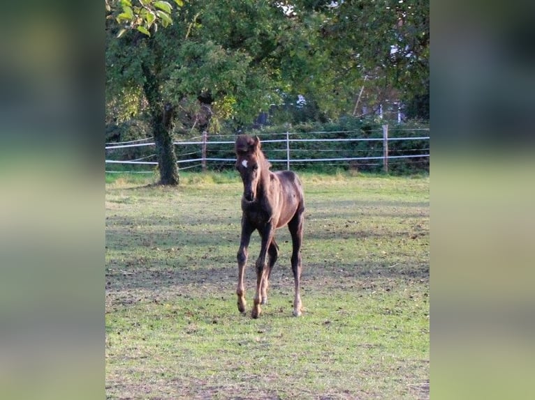 Pura Raza Árabe Yegua 1 año 154 cm Negro in Neuried