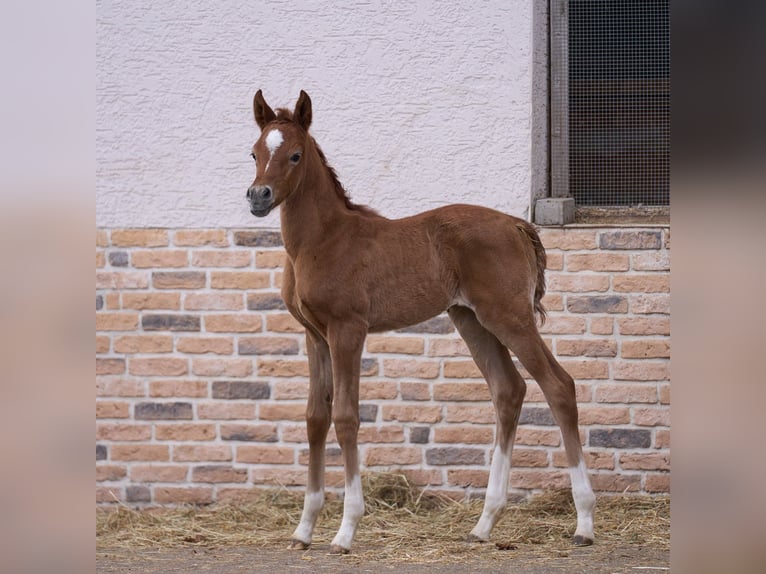 Pura Raza Árabe Yegua 1 año 154 cm Tordo in Gemünden (Felda)