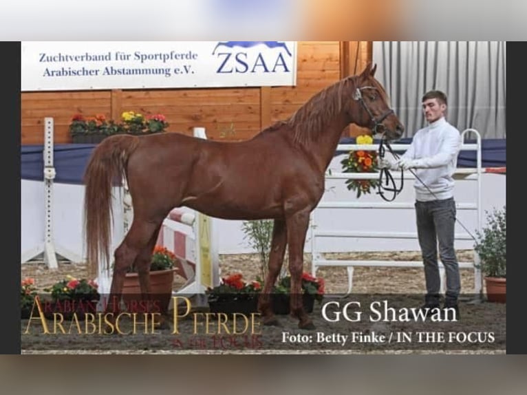 Pura Raza Árabe Yegua 1 año 155 cm Alazán in Arenrath
