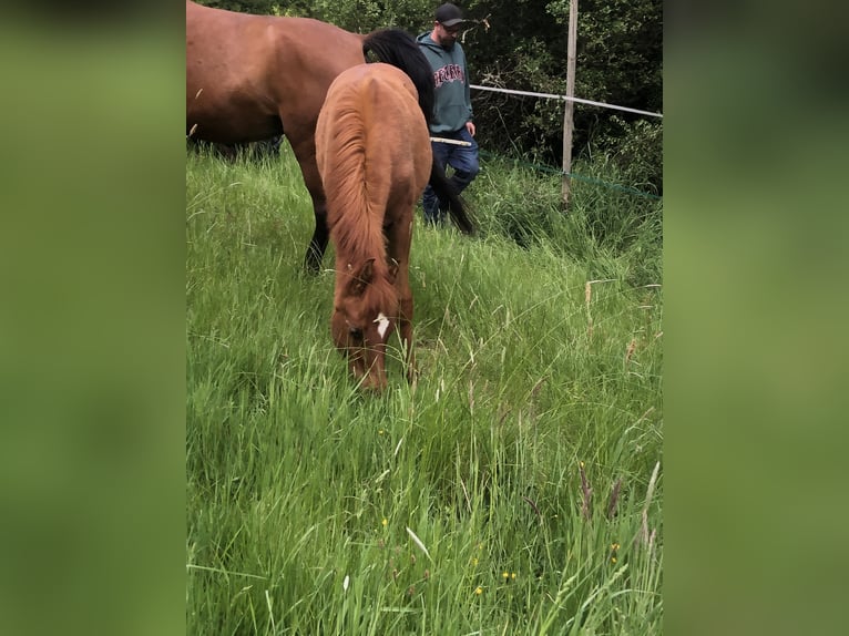 Pura Raza Árabe Yegua 1 año 155 cm Alazán in Arenrath