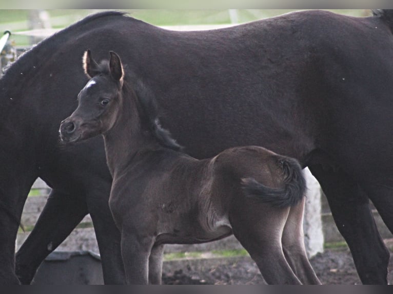 Pura Raza Árabe Yegua 1 año 157 cm Negro in Santok