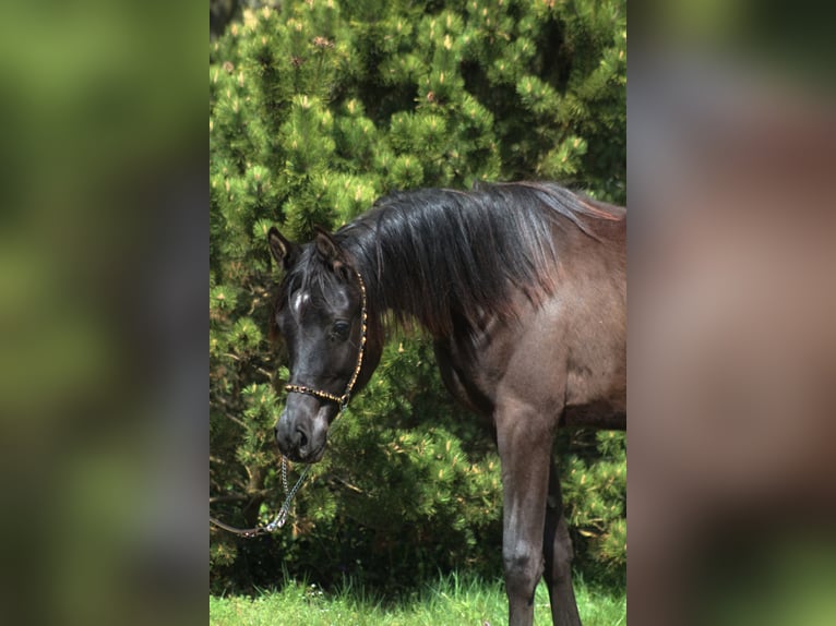 Pura Raza Árabe Yegua 1 año 157 cm Negro in Santok