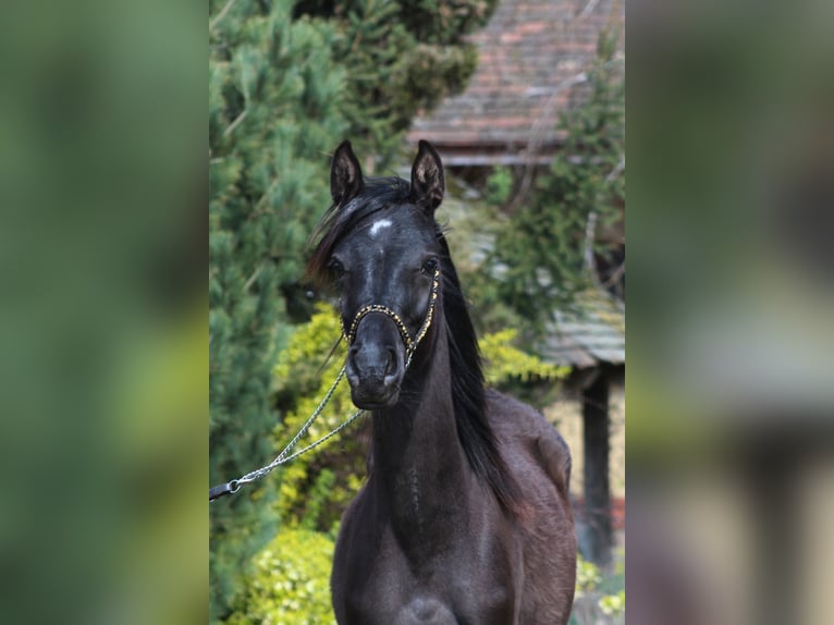 Pura Raza Árabe Yegua 1 año 157 cm Negro in Santok