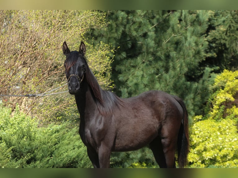 Pura Raza Árabe Yegua 1 año 157 cm Negro in Santok