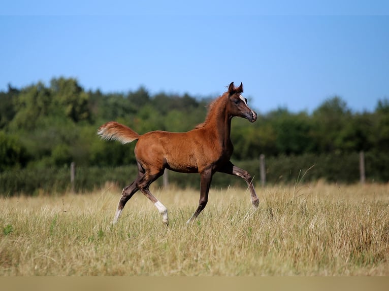 Pura Raza Árabe Yegua 1 año 158 cm Alazán in Stryków