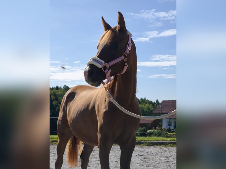 Pura Raza Árabe Yegua 1 año 158 cm Alazán in Thurmansbang