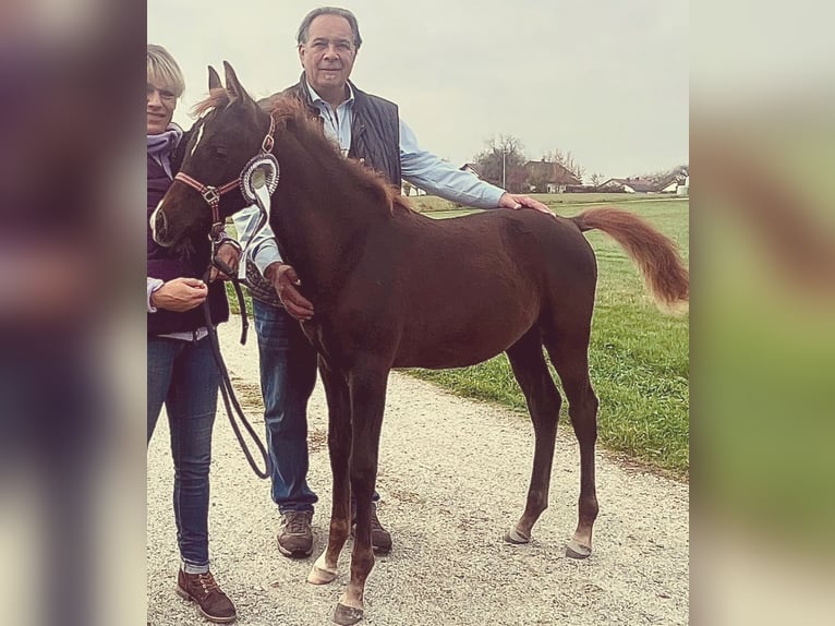 Pura Raza Árabe Yegua 1 año 158 cm Alazán in Thurmansbang
