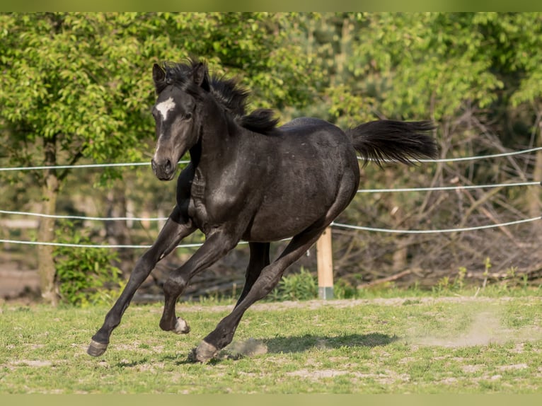 Pura Raza Árabe Yegua 1 año 158 cm Castaño oscuro in Ewelin