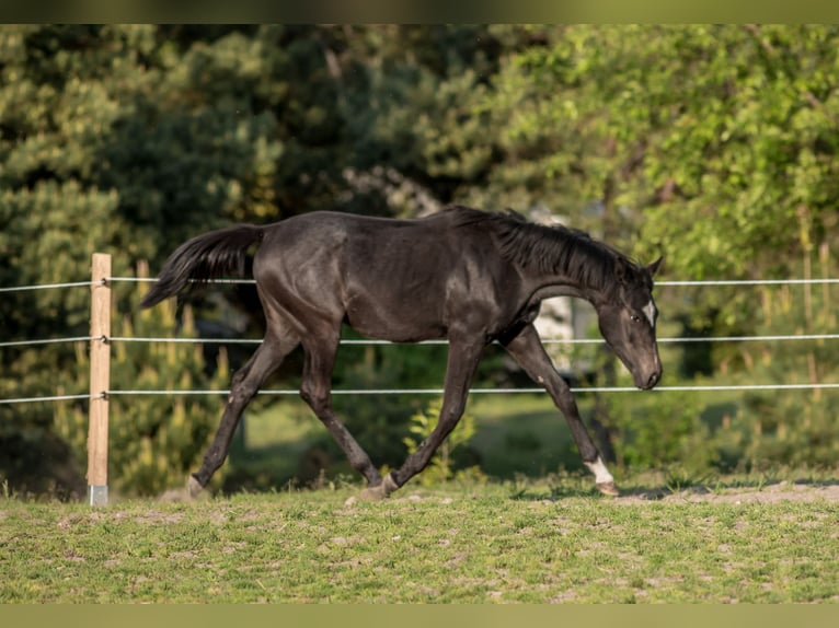 Pura Raza Árabe Yegua 1 año 158 cm Castaño oscuro in Ewelin