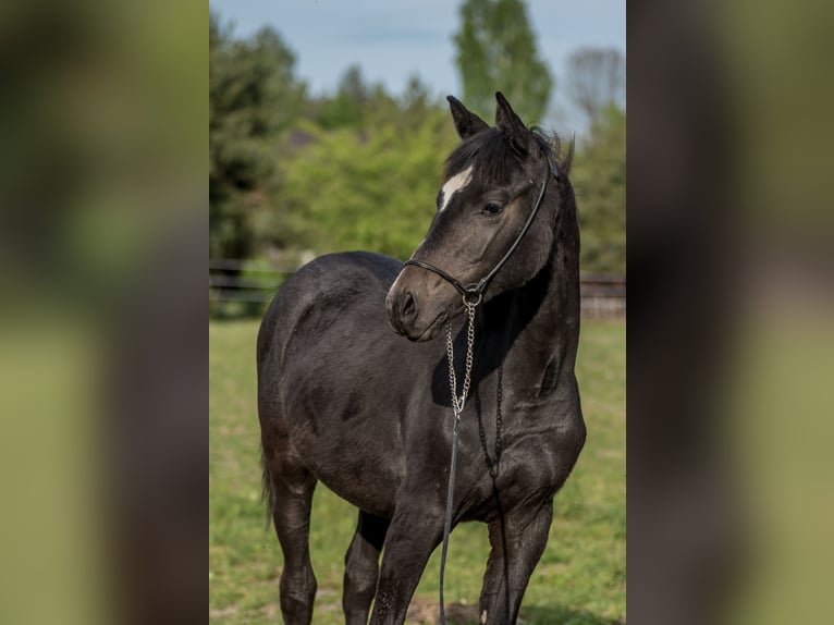 Pura Raza Árabe Yegua 1 año 158 cm Castaño oscuro in Ewelin