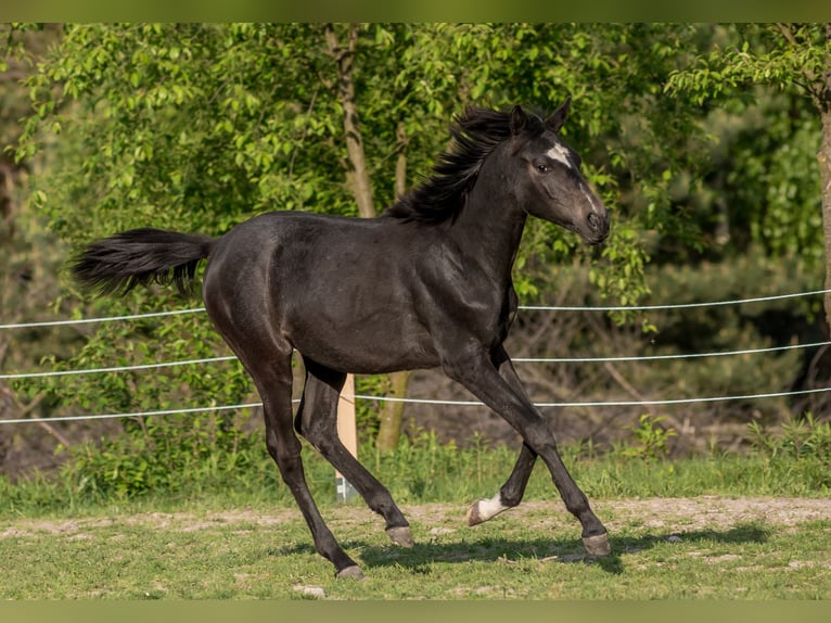Pura Raza Árabe Yegua 1 año 158 cm Castaño oscuro in Ewelin