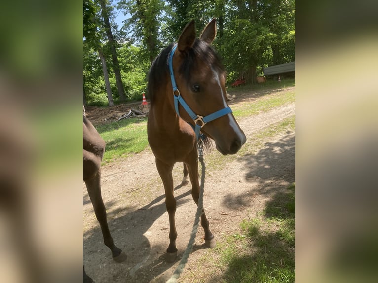 Pura Raza Árabe Yegua 1 año 160 cm Castaño in Theras