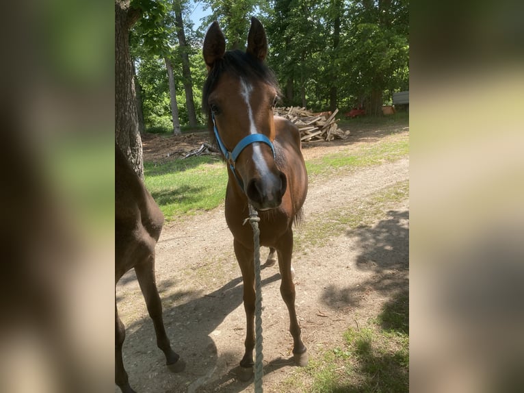 Pura Raza Árabe Yegua 1 año 160 cm Castaño in Theras
