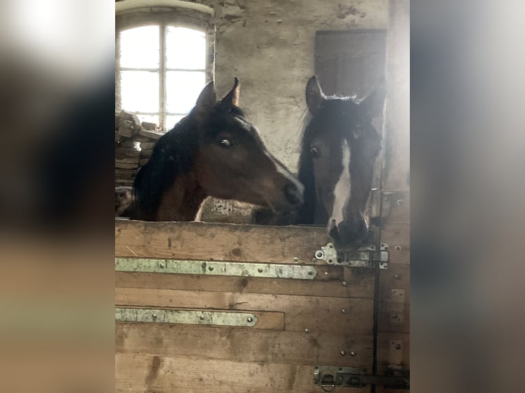 Pura Raza Árabe Yegua 1 año 160 cm Castaño in Theras