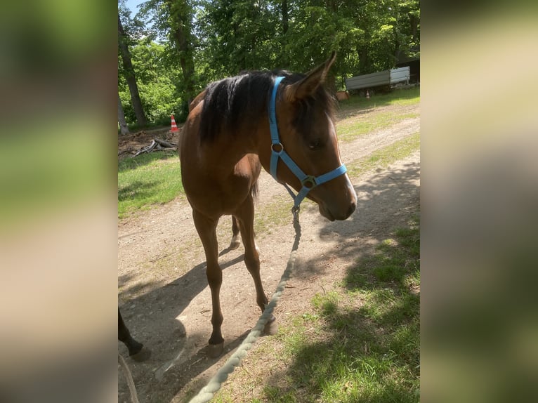 Pura Raza Árabe Yegua 1 año 160 cm Castaño in Theras