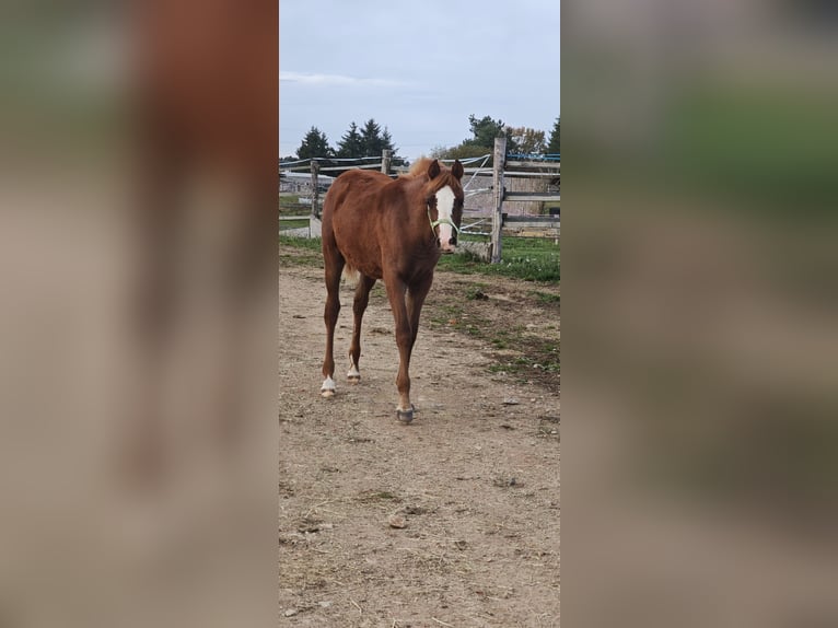Pura Raza Árabe Yegua 1 año Alazán in Kladruby