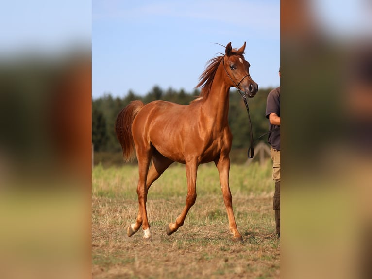 Pura Raza Árabe Yegua 1 año Alazán in Stryk&#xF3;w