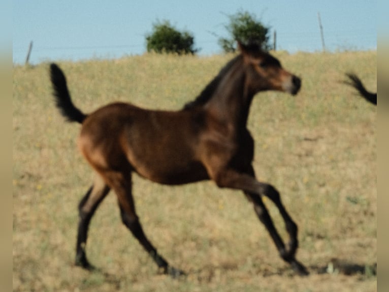 Pura Raza Árabe Yegua 1 año Castaño in Segovia