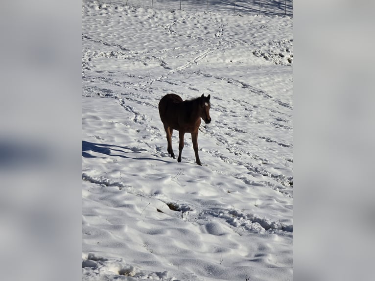 Pura Raza Árabe Yegua 1 año Castaño in Spielfeld