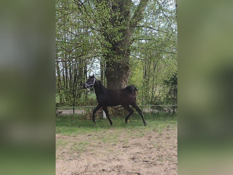 Pura Raza Árabe Yegua 1 año Morcillo in Przechlewo