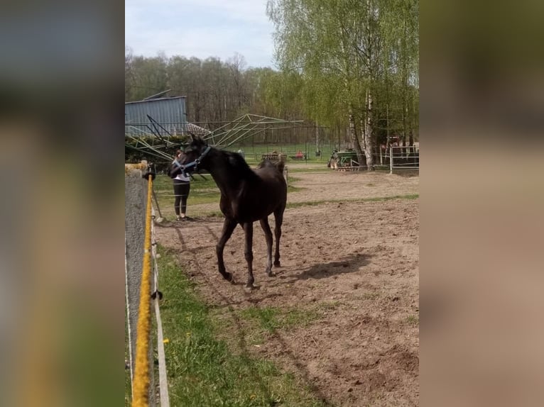 Pura Raza Árabe Yegua 1 año Morcillo in Przechlewo