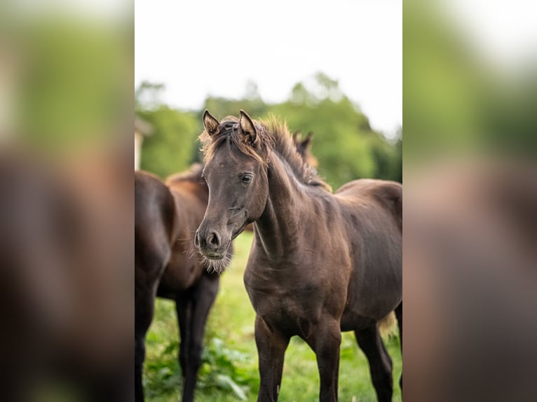 Pura Raza Árabe Yegua 1 año Negro in Herzberg am Harz