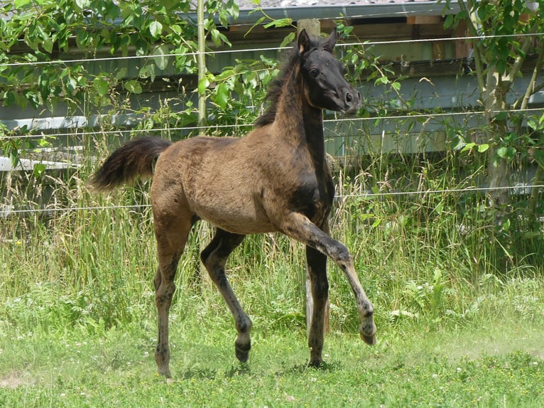 Pura Raza Árabe Yegua 1 año Negro in Herzberg am Harz