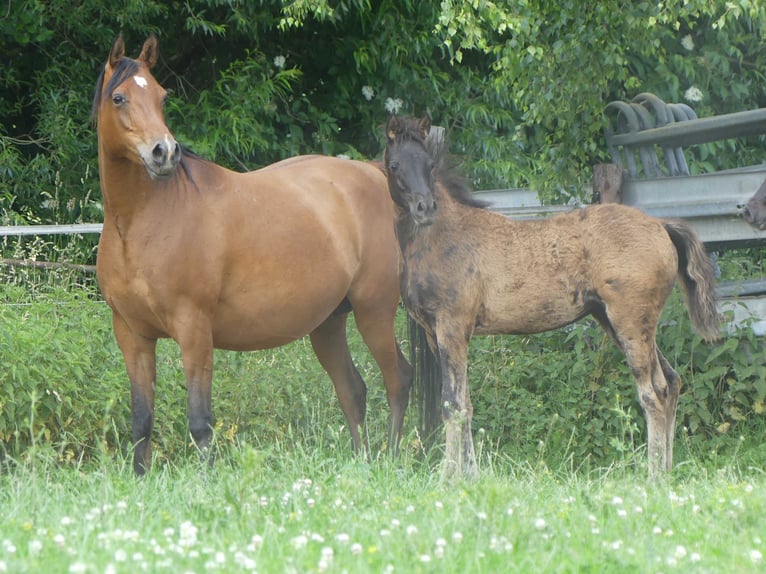 Pura Raza Árabe Yegua 1 año Negro in Herzberg am Harz