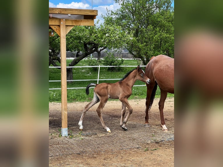 Pura Raza Árabe Yegua 1 año Tordo in Riedlingsdorf