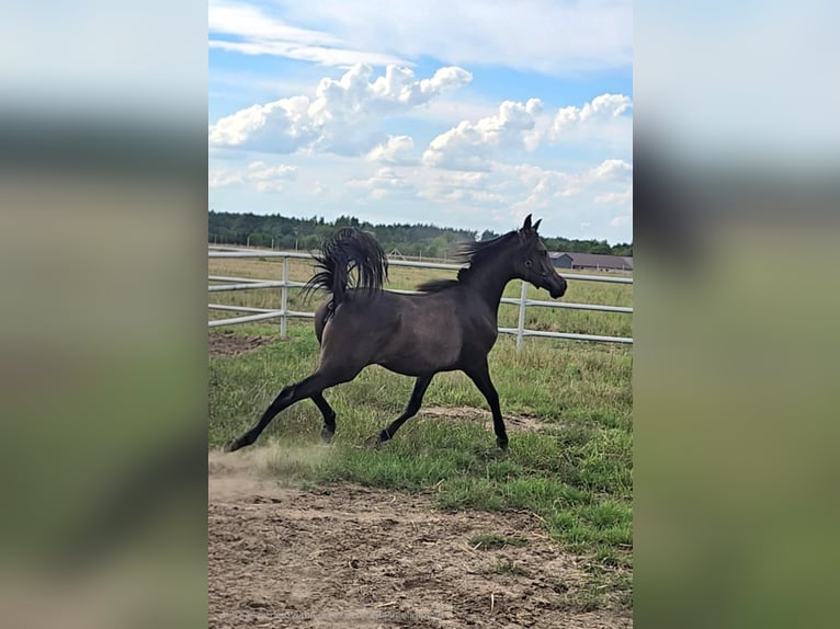 Pura Raza Árabe Yegua 1 año Tordo in Stryk&#xF3;w