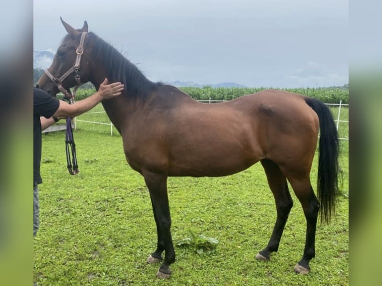 Pura Raza Árabe Yegua 22 años 160 cm Castaño in Kramsach