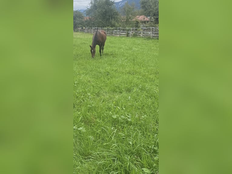 Pura Raza Árabe Yegua 22 años 160 cm Castaño in Kramsach