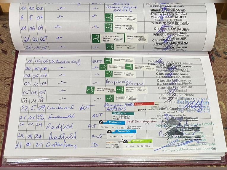 Pura Raza Árabe Yegua 22 años 160 cm Castaño in Kramsach