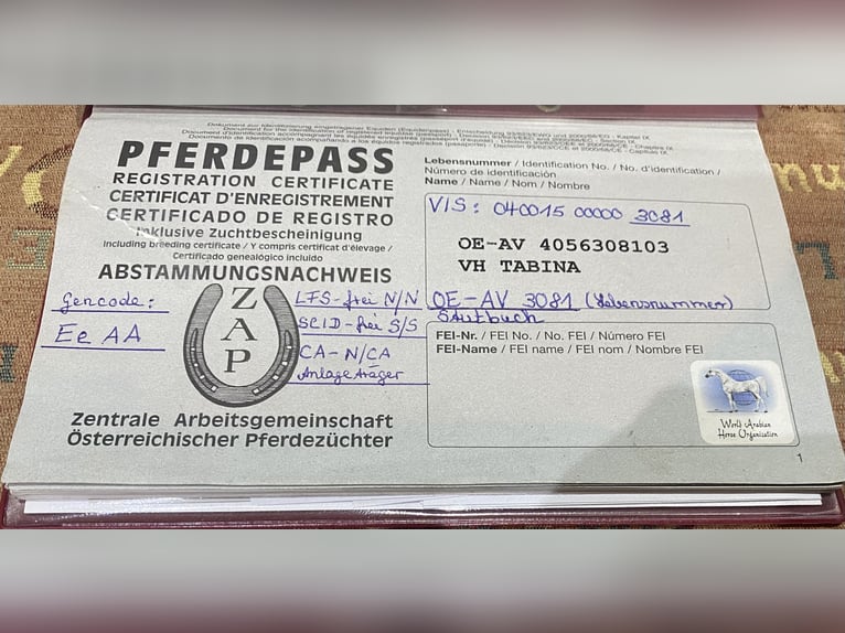 Pura Raza Árabe Yegua 22 años 160 cm Castaño in Kramsach