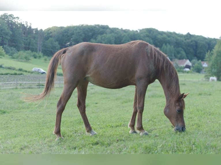 Pura Raza Árabe Yegua 25 años 150 cm Alazán in Riegersburg
