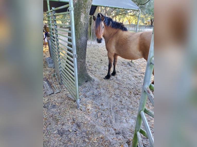 Pura Raza Árabe Yegua 26 años 152 cm Castaño rojizo in Ocala, FL