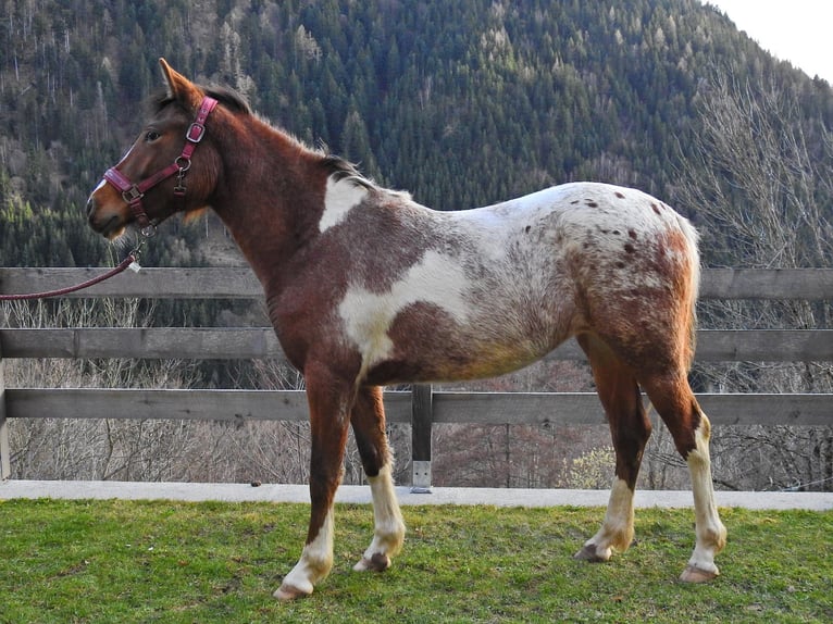 Pura Raza Árabe Mestizo Yegua 2 años 135 cm Pío in Kleblach-Lind