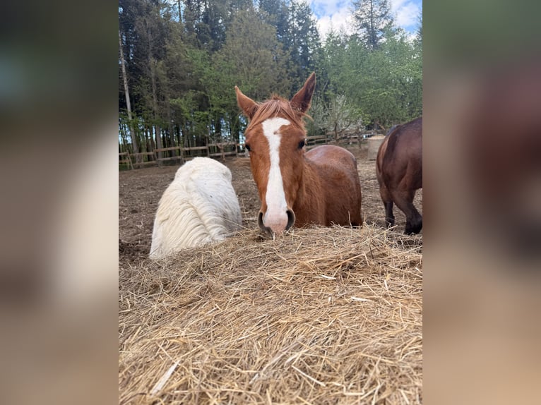 Pura Raza Árabe Yegua 2 años 141 cm Alazán in Durango