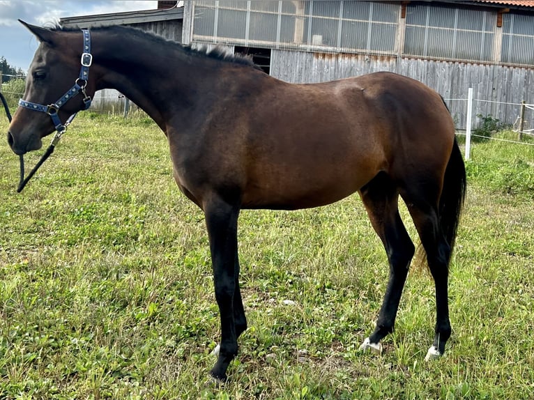 Pura Raza Árabe Yegua 2 años 150 cm Castaño oscuro in Dietmannsried