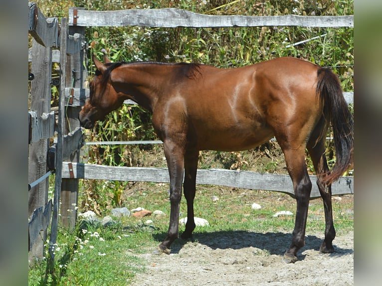 Pura Raza Árabe Yegua 2 años 150 cm Castaño in Koprivnica