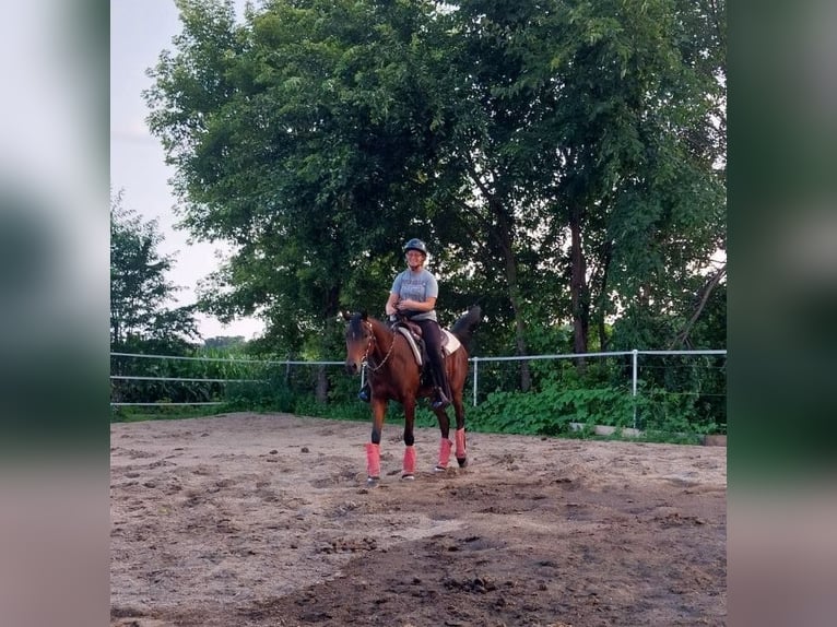 Pura Raza Árabe Yegua 2 años 152 cm Castaño rojizo in Alexandria, MN