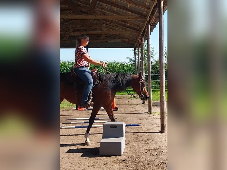 Pura Raza Árabe Yegua 2 años 152 cm Castaño rojizo in Alexandria, MN