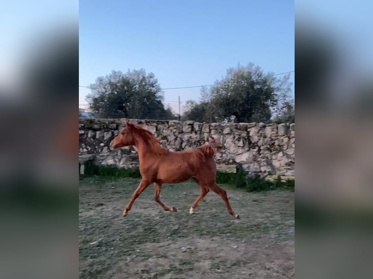Pura Raza Árabe Yegua 2 años 153 cm Alazán in Albala