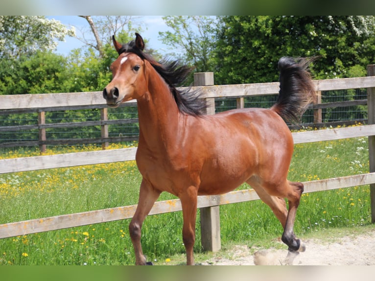 Pura Raza Árabe Yegua 2 años 153 cm Castaño in Nellingen Oppingen