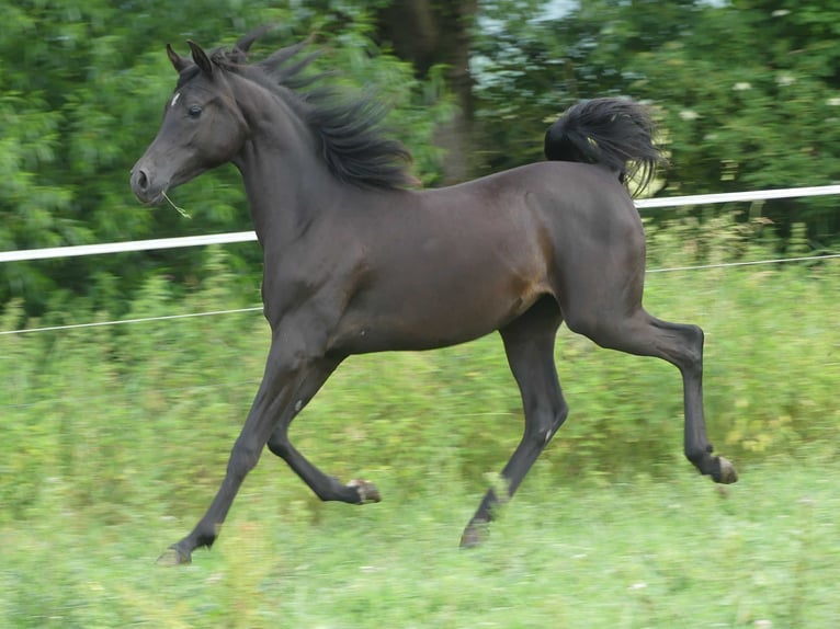 Pura Raza Árabe Yegua 2 años 153 cm Negro in Herzberg am Harz